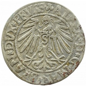 Prusy Książęce, Albrecht, grosz pruski 1545, Królewiec