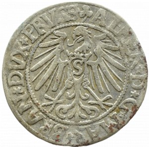 Ducal Prussia, Albrecht, Prussian penny 1545, Königsberg