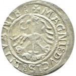 Sigismund I the Old, half-penny 1521, Vilnius