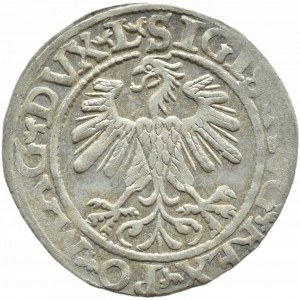 Zygmunt II August, półgrosz 1560, Wilno LITV/L