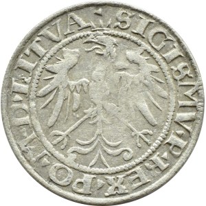 Zygmunt I Stary, grosz 1536 F, Wilno RZADKI