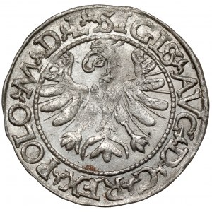 Zygmunt II August, Półgrosz Tykocin 1566 - Jastrzębiec