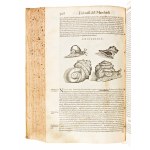 [Erbario] Mattioli, Pietro Andrea : I discorsi di m. Pietro Andrea Matthioli ... nelli sei libri di Pedacio Discoride Anazarbeo della materia medicinale... In Venetia, appresso Vincenzo Valgrisi, 1568