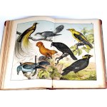SCHUBERT-NATURAL HISTORY OF BIRDS vyd. 1900 desky