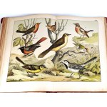 SCHUBERT-NATURAL HISTORY OF BIRDS vyd. 1900 desky