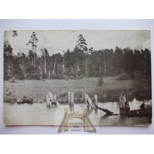 Białowieża, mokradła, ok. 1920
