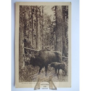 Białowieża, puszcza, żubrzyca z młodym, ok. 1930