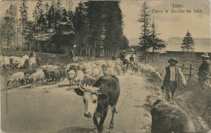 Zakopane, Tatra Mountains - Sheep on their way to the mountain pastures, 1914.
