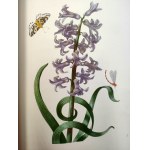 Merian M.S. - Blumenbuch - Atlas of flowers - reprint of the 1680 edition