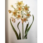 Merian M.S. - Blumenbuch - Atlas of flowers - reprint of the 1680 edition