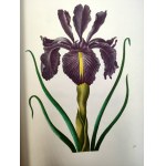 Merian M.S. - Blumenbuch - Atlas of flowers - reprint of the 1680 edition