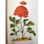 Merian M.S. - Blumenbuch - Atlas of flowers - reprint of the 1680 edition