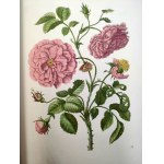 Merian M.S. - Blumenbuch - Atlas of flowers - reprint of the 1680 edition