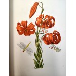 Merian M.S. - Blumenbuch - Atlas of flowers - reprint of the 1680 edition