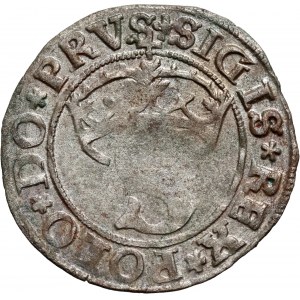 Zygmunt I Stary, szeląg 1531, Toruń