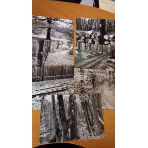 Kazimierz Kawulak zestaw 6 fotografii Las Wolski ok. 1991 r.