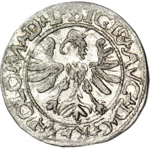 RR-, Zygmunt II August, Półgrosz 1566, Tykocin, herb Jastrzębiec, R5
