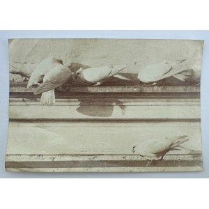 Fotografia - Gołębie - Ottomar Anschultz - Leszno, Poznań 1885 [ornitologia]