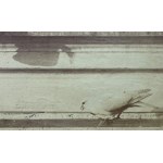 Fotografia - Gołębie - Ottomar Anschultz - Leszno, Poznań 1885 [ornitologia]