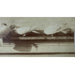 Fotografia - Gołębie - Ottomar Anschultz - Leszno, Poznań 1885 [ornitologia]
