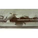 Fotografia - Gołębie - Ottomar Anschultz - Leszno, Poznań 1885 [ornitologia]