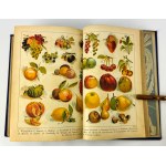 OCHOROVICZ MONATOVA Marja - Universal cookbook - Lviv - 1930s.