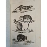 BUFFON - COMPLETE WORKS (OEUVRES COMPLETES), Natural History, 1929 edition [ILLUSTRATIONS] 26 VOLUMES