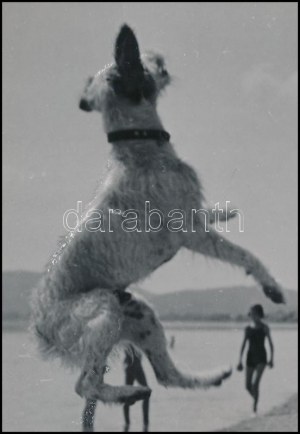 cca 1936 Kinszki Imre (1901-1945) budapesti fotóművész pecséttel jelzett vintage fotóművészeti alkotása (kutyás kép)...