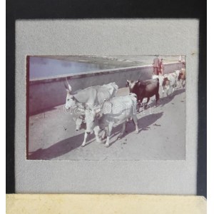 cca 1930-1940 Szendrő István (1908-2000): Hortobágyon, színes diapozitív, 4×2,5 cm