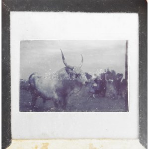 cca 1930-1940 Szendrő István (1908-2000): Hortobágyon, színes diapozitív, 4×2,5 cm