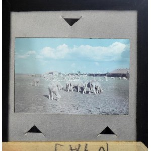 cca 1930-1940 Szendrő István (1908-2000): Szétszéledt nyáj, színes diapozitív, 4×2,5 cm