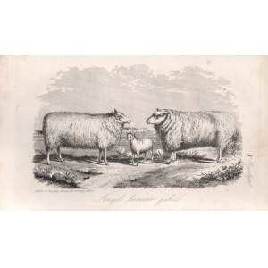 Stephens, Henry: Mezei gazdaság könyve. IV. kötet: Nyári gyakorlat. Stephens Henry The Book of the Farm...