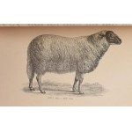 Kozák László: Juhtenyésztés. Bp., 1921, Pallas. 2. kiadás. Szövegközti illusztrációkkal. Kiadói papírkötés...