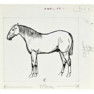 Ludwik MACIĄG (1920-2007), Horse in left profile