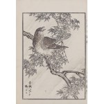 Kikuchi Hobun (1862-1918), Na gałęzi, Kioto, 1890 r.