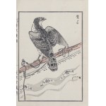 Kikuchi Hobun (1862-1918), Sokół, Kioto, 1890 r.