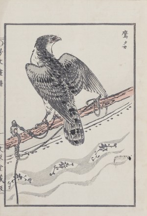Kikuchi Hobun (1862-1918), Sokół, Kioto, 1890 r.