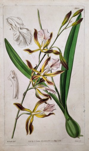 Walter Hood Fitch (1817-1892) - Orchid, Encyclia phoenicea - hand colored copperplate, 1841