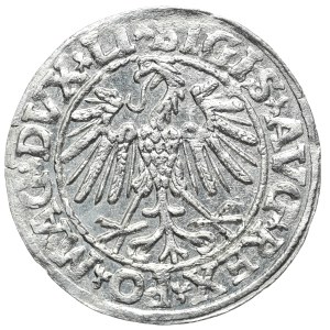 Zygmunt II August, Półgrosz 1547, Wilno - LI/LITVA