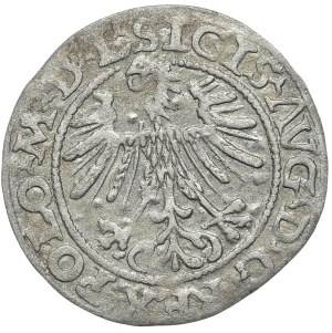 Sigismund II Augustus, Half-penny 1563, Vilnius - L/LITV, large Pogo, A without crossbar in AVG