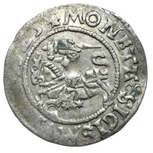 Zygmunt I Stary, półgrosz 1525, Wilno, rzadszy rocznik