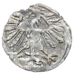 Zygmunt II August, denar 1556, Wilno