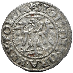 Zygmunt I Stary, szeląg 1547 POLON, Gdańsk