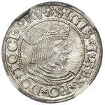 Zikmund I. Starý, gdaňský groš 1531 - PRV - NGC MS64