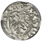 Kazimír IV Jagelonský, Szeląg Danzig bez dátumu - NGC MS63