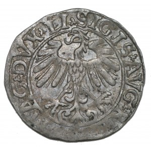 Sigismund II Augustus, Half-penny 1558, Vilnius - LI/LITV