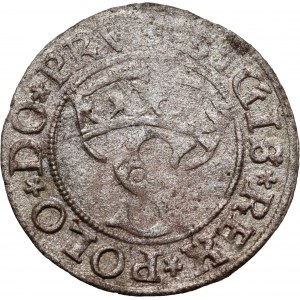 Zygmunt I Stary, szeląg 1531, Toruń