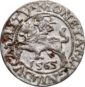 Sigismund II Augustus, half-penny 1565, Vilnius