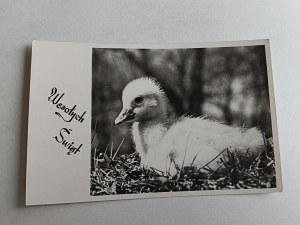 CHRISTMAS POSTCARD FOT PUCHALSKI, DUCKLING