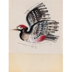 Zbigniew Rychlicki (1922 Orzechówka - 1989 Bratysława), Dzięcioł, ilustracja